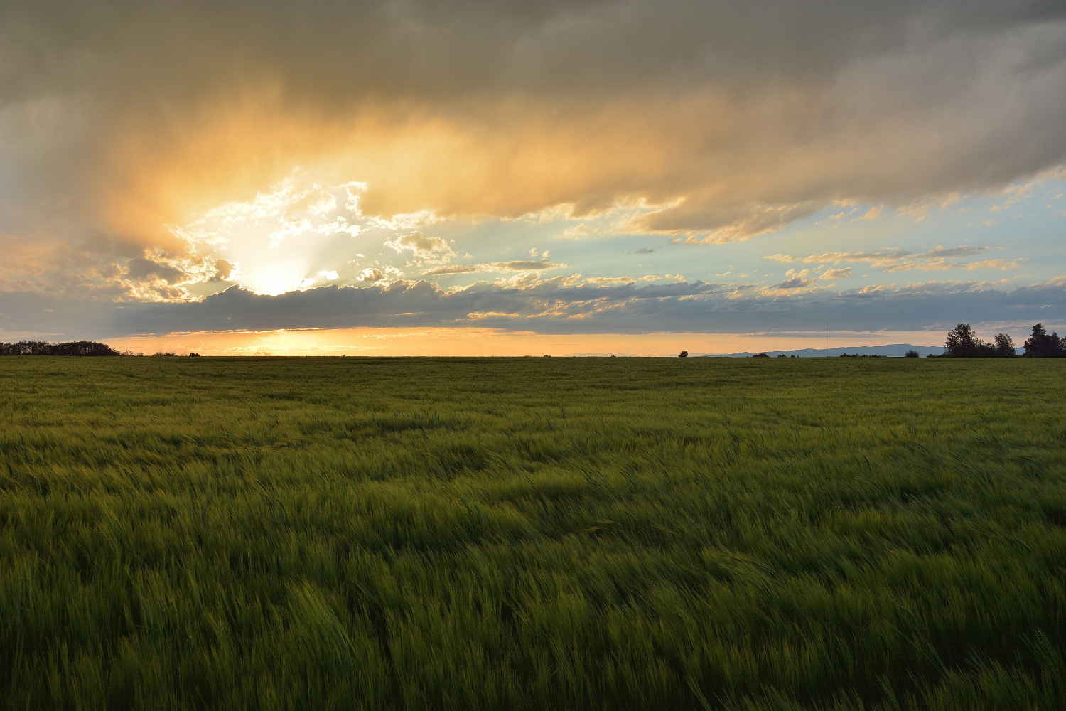 Alfalfa Fields | Shutterbug